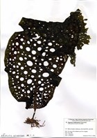 藏品(Agarum clathratum Dumortier)的圖片